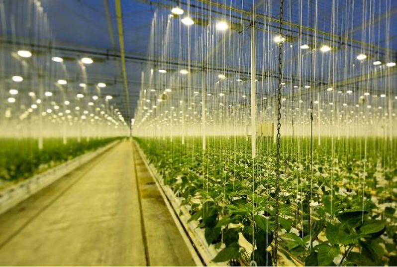 艾迈斯欧司朗植物照明LED Oslon Square Batwing在2022美国国际照明展（LightFair）斩获两项大奖